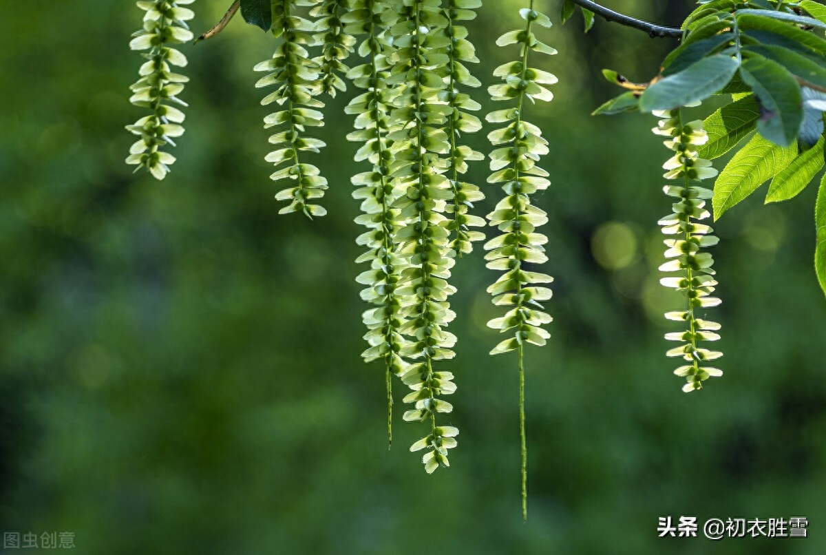 晚春枫杨唯美古诗六首（榉柳枝枝弱，榉柳侵帘绿）