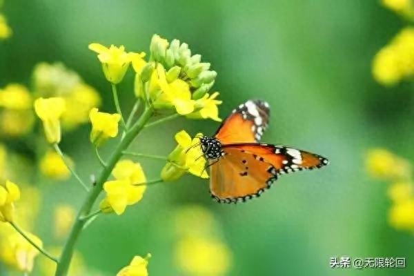 油菜花经典诗词大全（咏油菜花诗词12首）