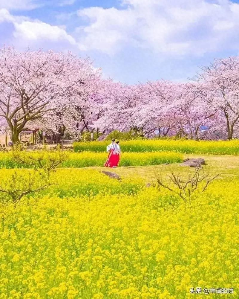 油菜花经典诗词大全（咏油菜花诗词12首）