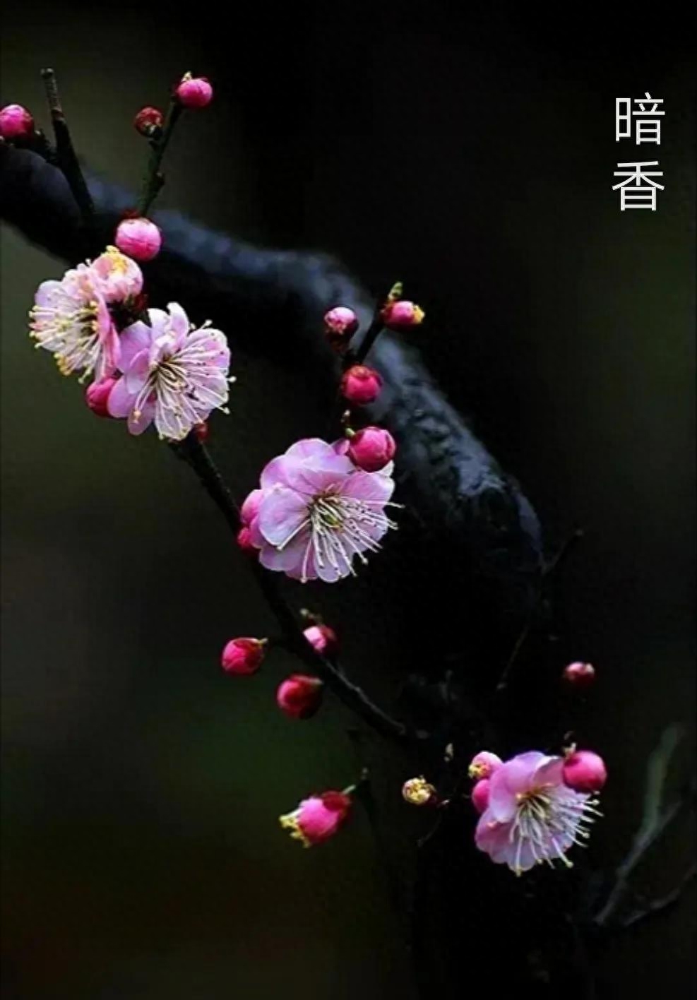 玉面映红腮，冰天送馥来（咏梅花诗词16首）