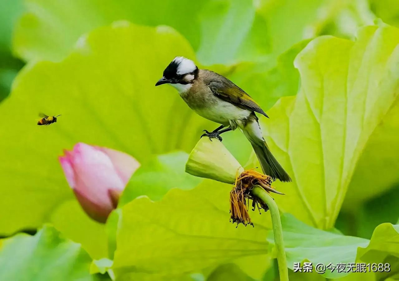 抒怀经典诗词句（夏日抒怀诗词16首）