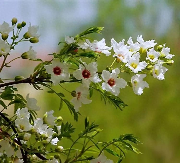 咏花经典诗词有哪些（咏花诗词24首）