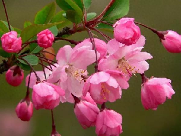 春暖花开，百花竞放（咏花诗词19首）