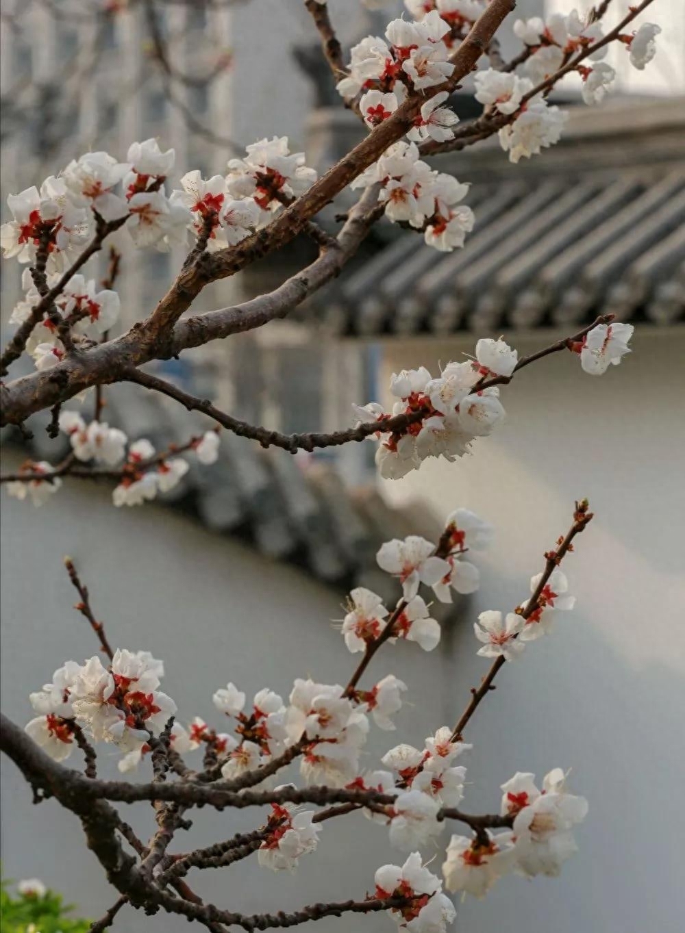 春暖花开，百花竞放（咏花诗词19首）