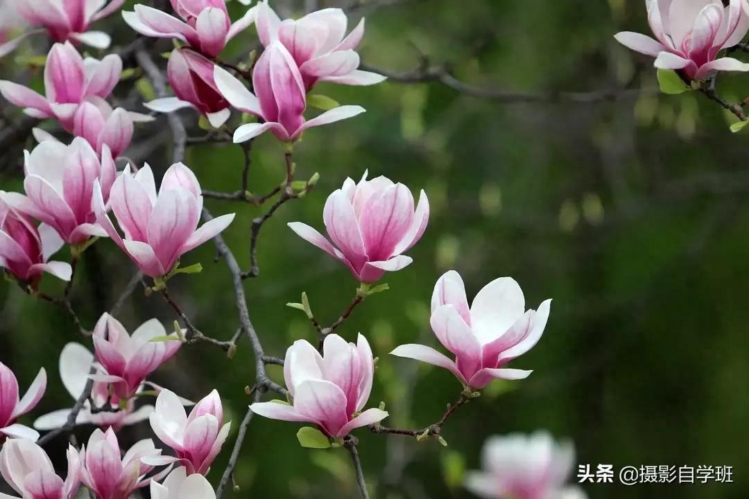 春暖花开，百花竞放（咏花诗词19首）