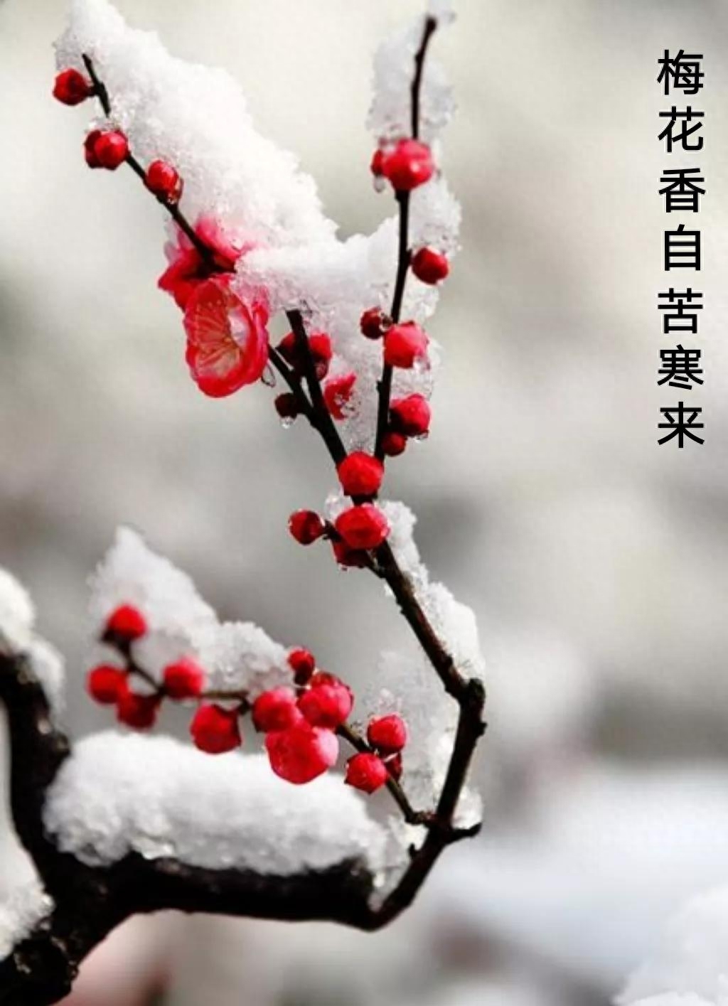 傲雪梅花放，疏枝岭上新（咏梅诗词22首）