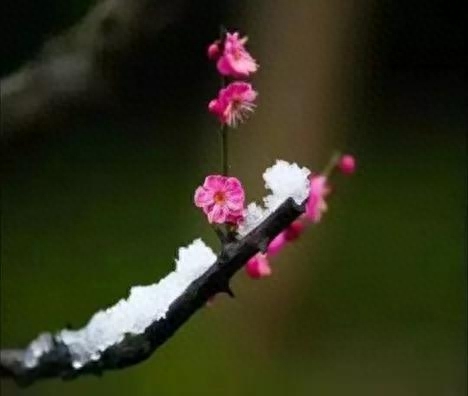 傲雪梅花放，疏枝岭上新（咏梅诗词22首）