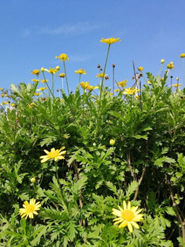 经典秋菊花唯美古诗（咏菊花诗词25首）