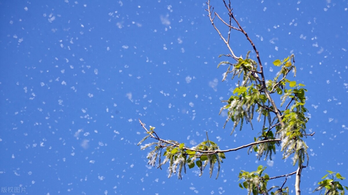 杨花榆荚无才思，惟解漫天作雪飞（10首优美的杨花古诗词）