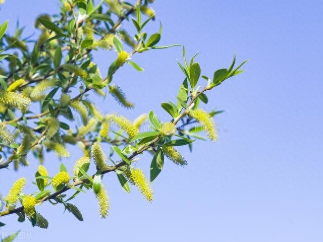 杨花榆荚无才思，惟解漫天作雪飞（10首优美的杨花古诗词）