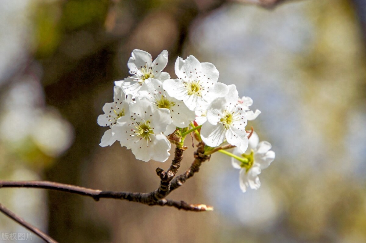 赞美梨花唯美的诗句（10首唯美的梨花诗词）