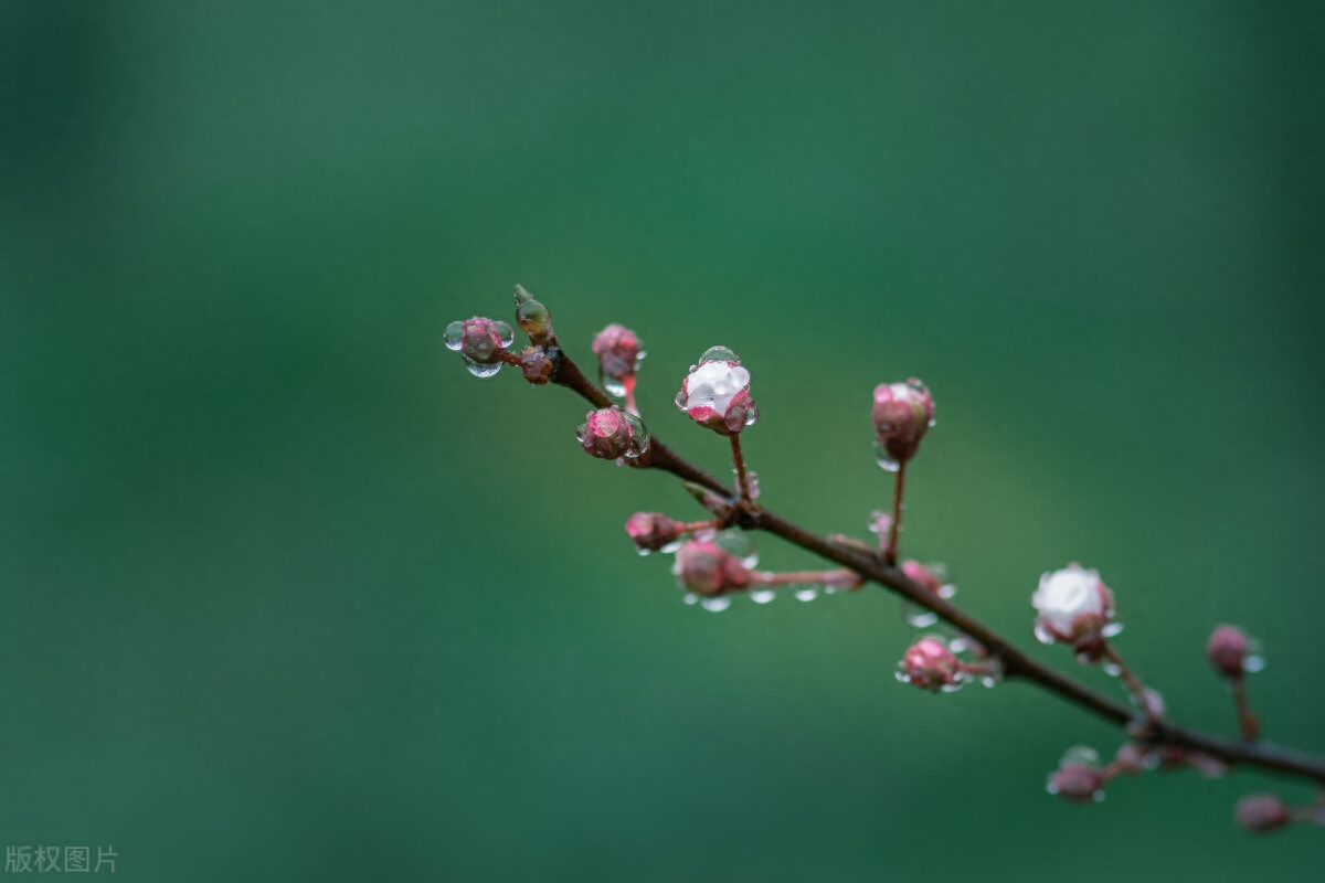 小楼一夜听春雨，深巷明朝卖杏花（推荐11首春雨诗词）