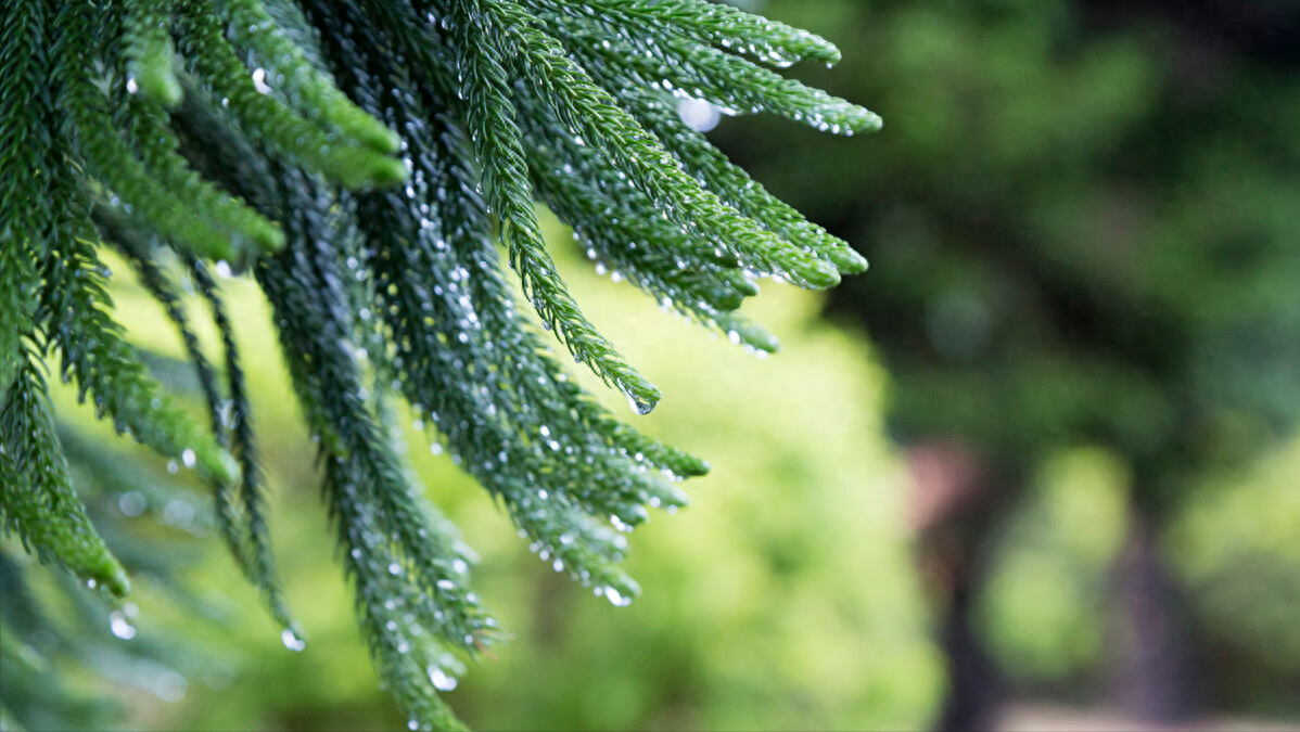 小楼一夜听春雨，深巷明朝卖杏花（推荐11首春雨诗词）