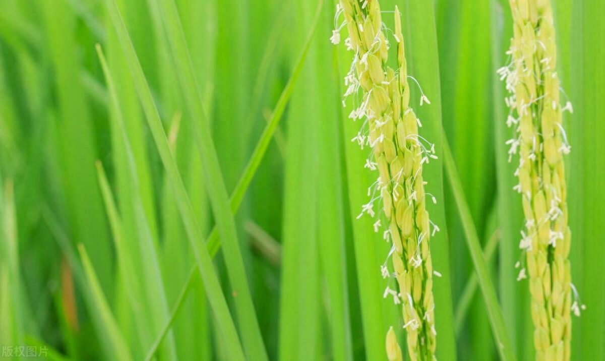 雨露养秋实，离离弄霜红（6首关于秋实的冷门诗词）