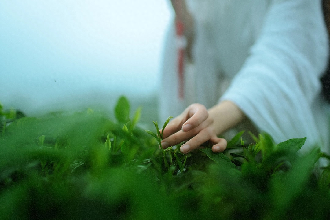 午枕不成春草梦，落花风静煮茶香（赞美茶香20句唯美古诗词）