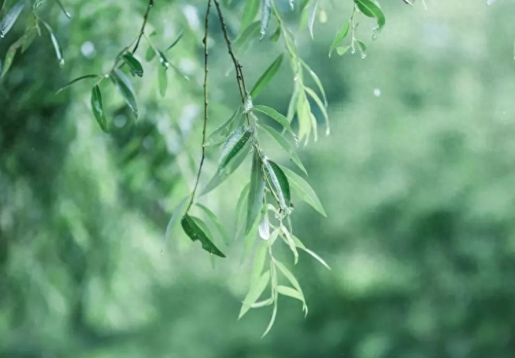 形容盛夏的优美诗句（朋友圈的70句夏天诗词）