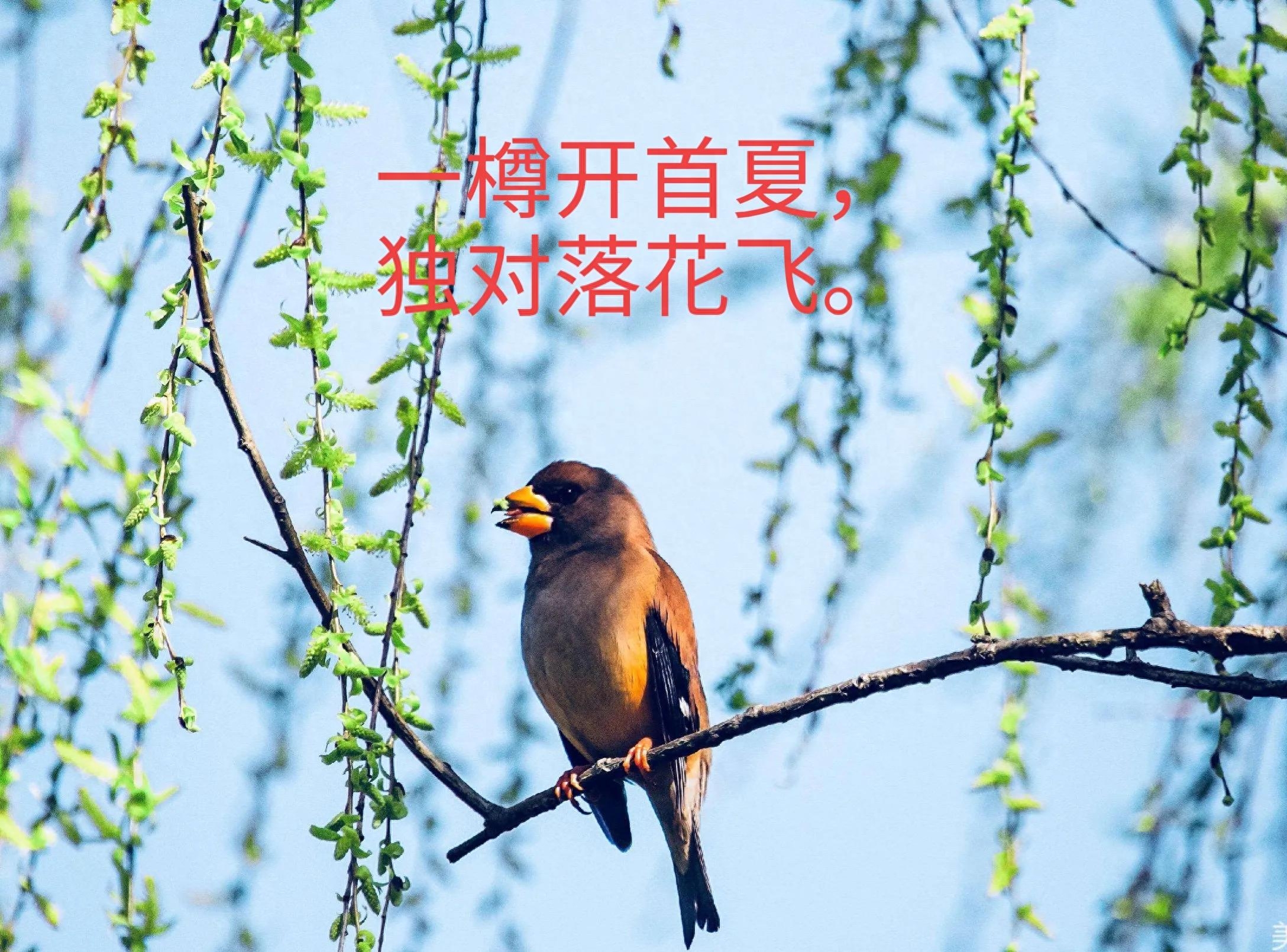 立夏时节学古诗词赏析（欲知春与夏，仲吕启朱明）