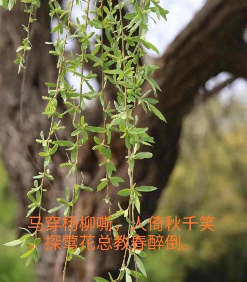 赞美清明时节古诗词赏析（借问酒家何处有？牧童遥指杏花村）