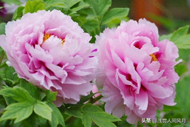 谷雨唯美古诗词句（雨生百谷暮春至，芳华再启初夏时）