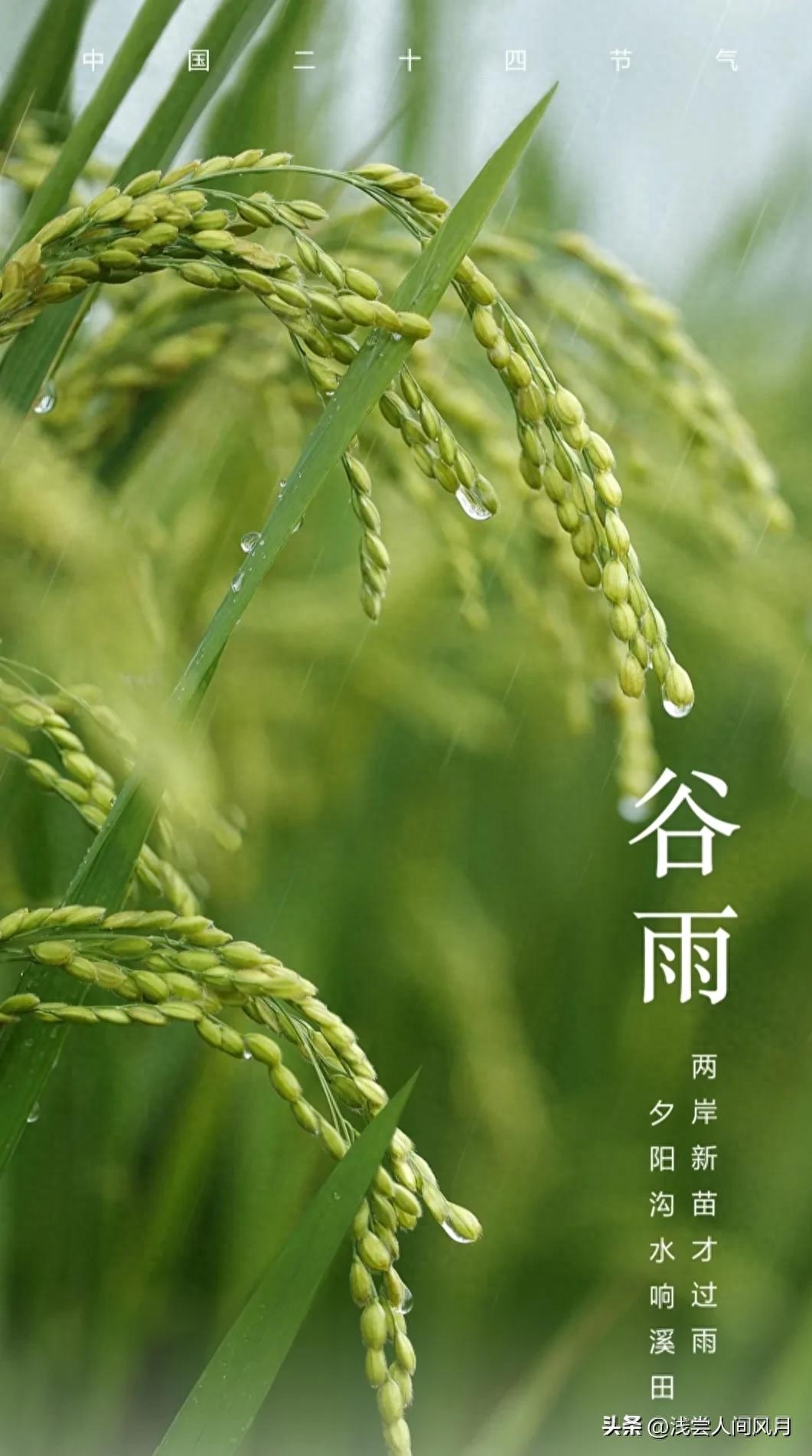 谷雨唯美古诗词句（雨生百谷暮春至，芳华再启初夏时）