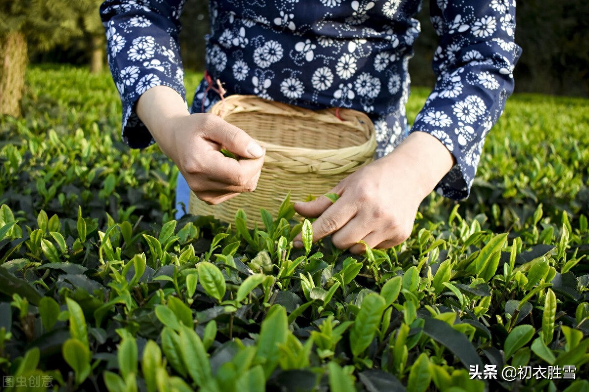 谷雨节气古诗六首鉴赏（谷雨晴时正摘茶，茶户初收谷雨芽）