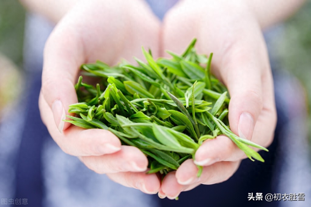 谷雨节气古诗六首鉴赏（谷雨晴时正摘茶，茶户初收谷雨芽）