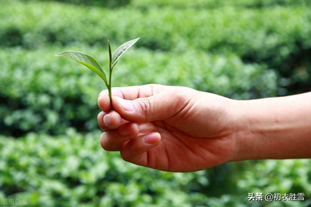 谷雨节气古诗六首鉴赏（谷雨晴时正摘茶，茶户初收谷雨芽）