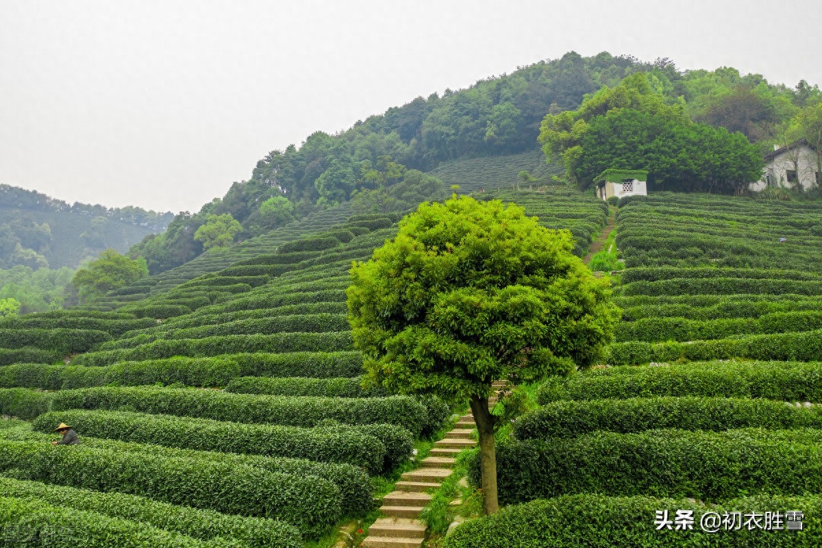 谷雨节气古诗六首鉴赏（谷雨晴时正摘茶，茶户初收谷雨芽）