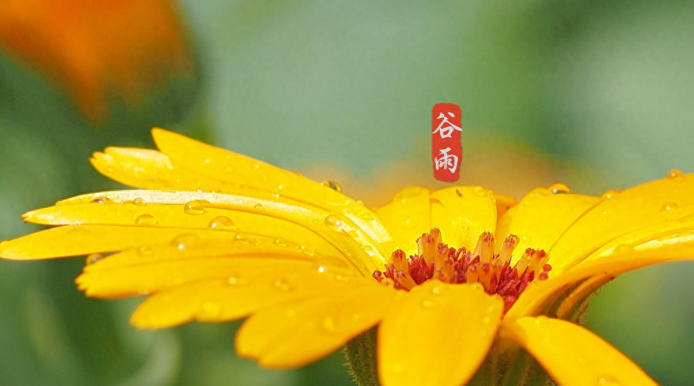 有关谷雨的唯美诗词赏析（二十四节气谷雨古诗词）