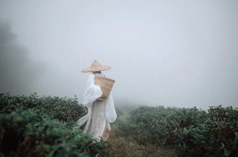 谷雨唯美古诗词句（十首有关采茶的诗词）