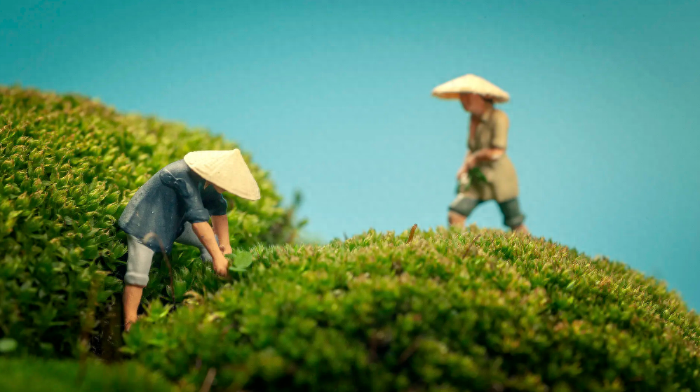 谷雨唯美古诗词句（十首有关采茶的诗词）