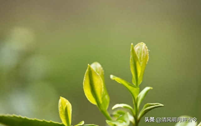 谷雨唯美著名古诗词（六首谷雨的诗词）