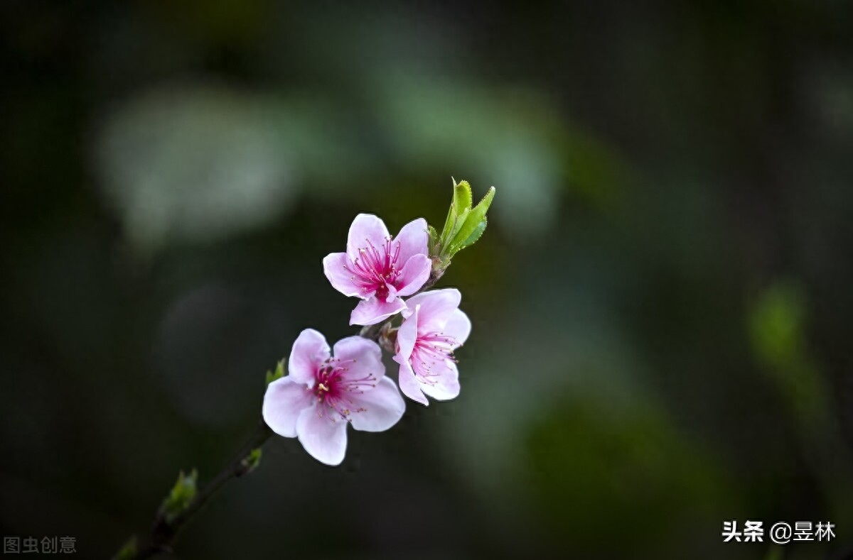 桃之夭夭，灼灼其华（十首关于桃花的诗词）