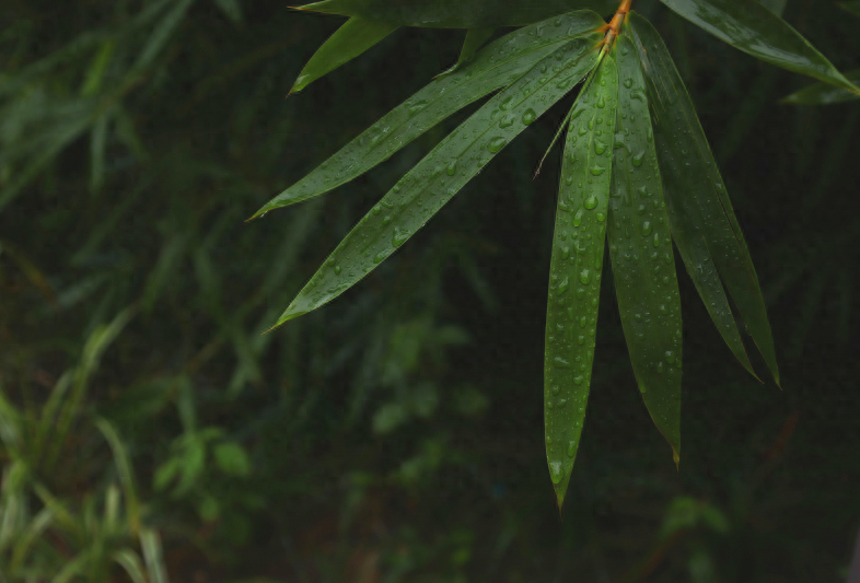 唯美秋天诗句赏析（十二首有关初秋雨的诗）