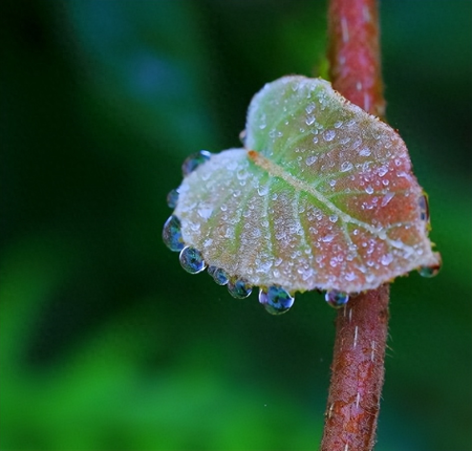 唯美秋天诗句赏析（十二首有关初秋雨的诗）