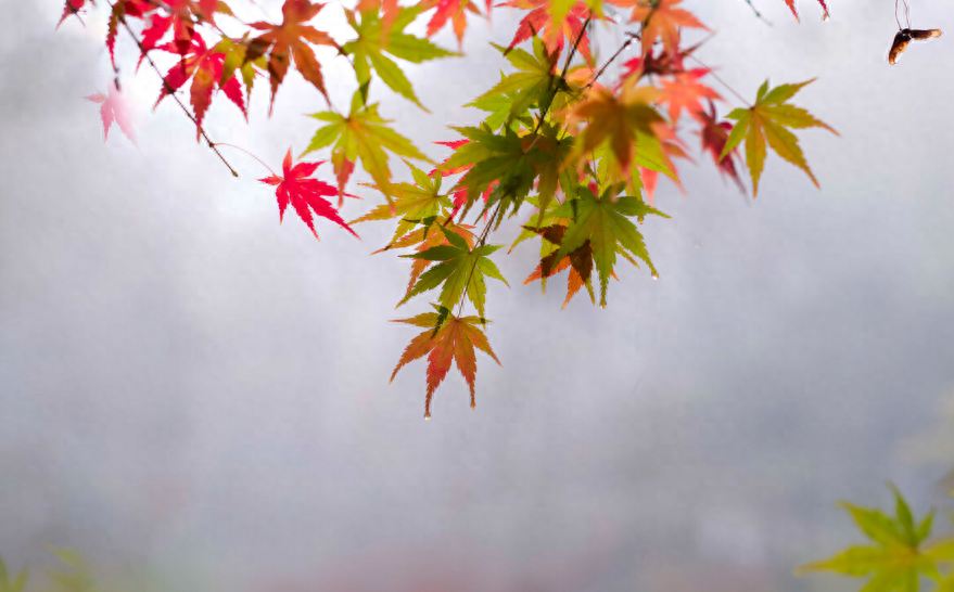 唯美秋天诗句赏析（十二首有关初秋雨的诗）