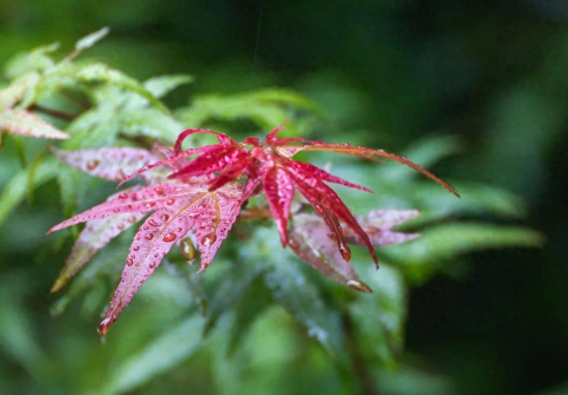 唯美秋天诗句赏析（十二首有关初秋雨的诗）