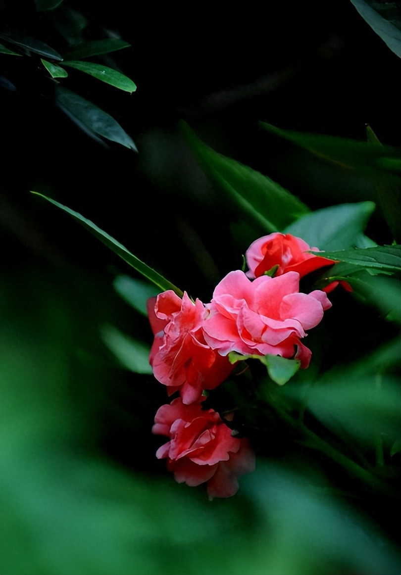 凤仙花唯美诗词大全（有关凤仙花的唯美诗句）