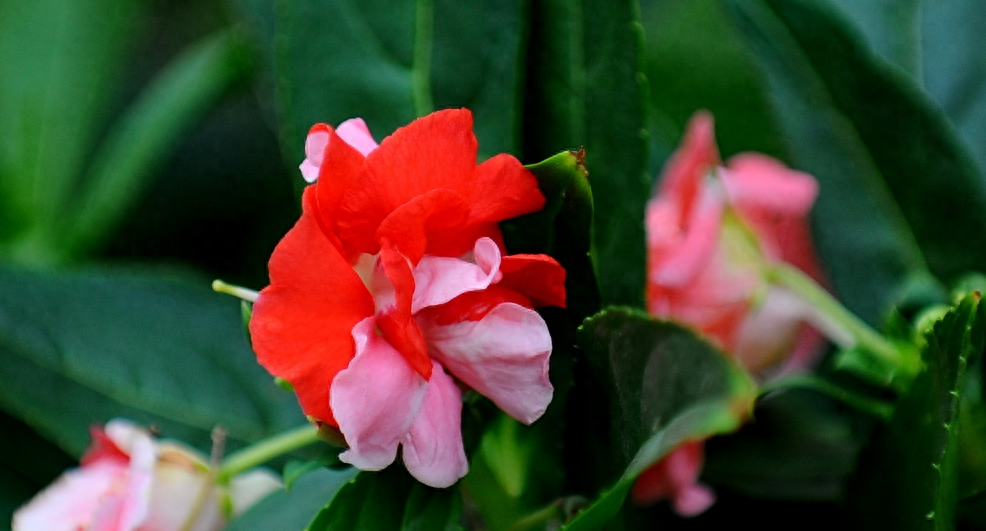 凤仙花唯美诗词大全（有关凤仙花的唯美诗句）