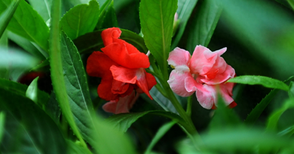 凤仙花唯美诗词大全（有关凤仙花的唯美诗句）