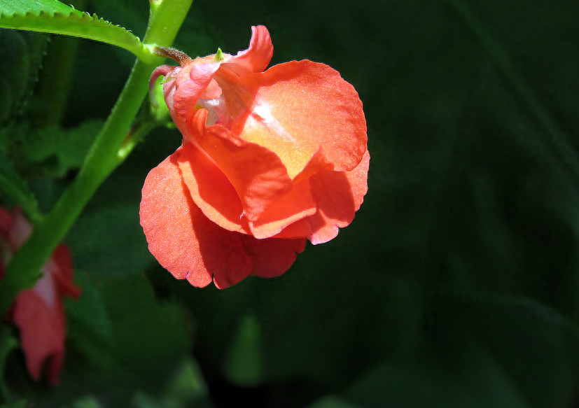 凤仙花唯美诗词大全（有关凤仙花的唯美诗句）