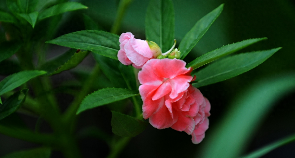 凤仙花唯美诗词大全（有关凤仙花的唯美诗句）