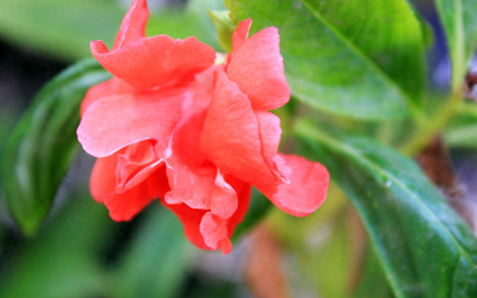 凤仙花唯美诗词大全（有关凤仙花的唯美诗句）