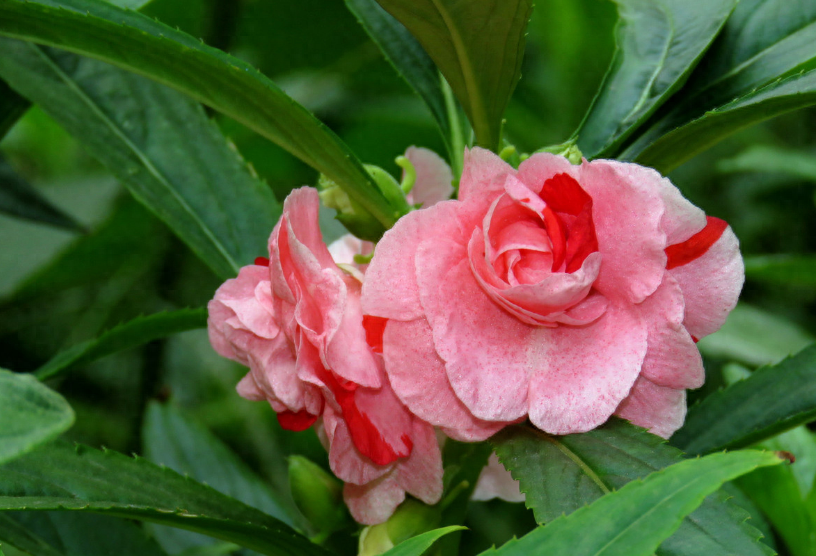 凤仙花唯美诗词大全（有关凤仙花的唯美诗句）