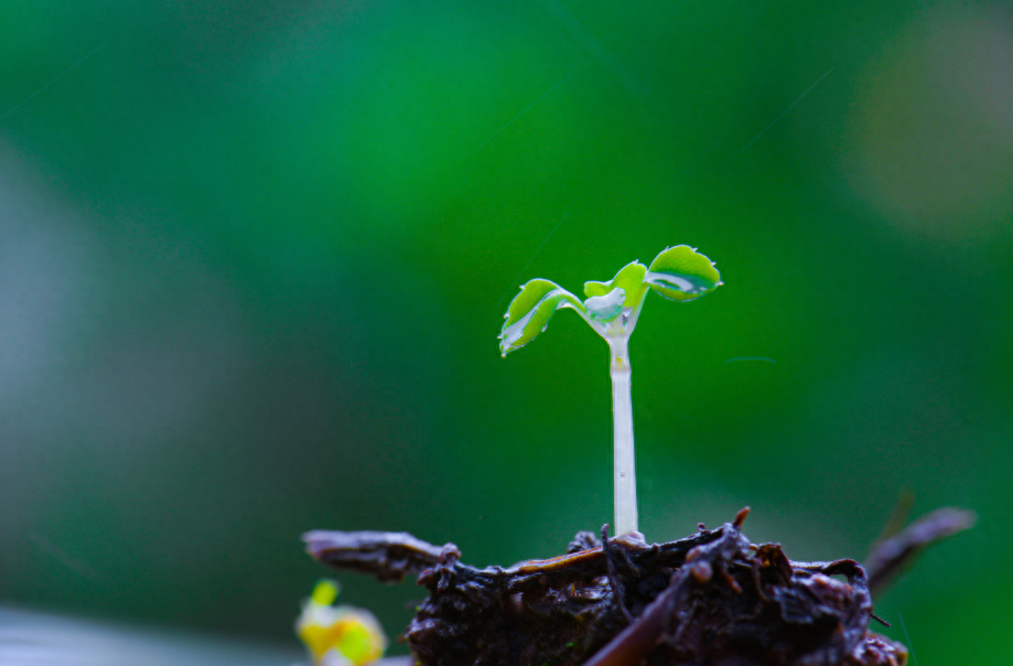 形容雨过清新的诗句赏析（有关雨后的唯美诗句）