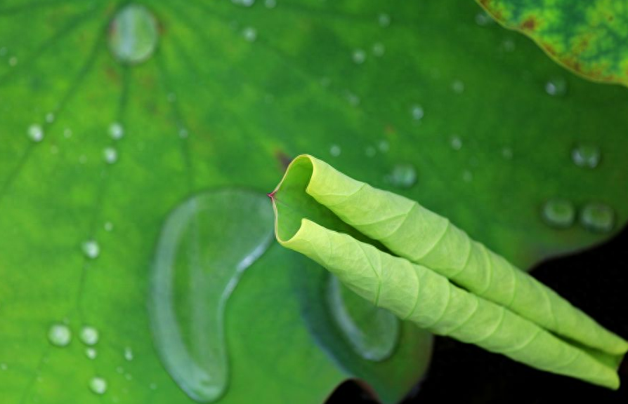 形容雨过清新的诗句赏析（有关雨后的唯美诗句）