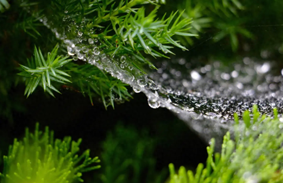 形容雨过清新的诗句赏析（有关雨后的唯美诗句）