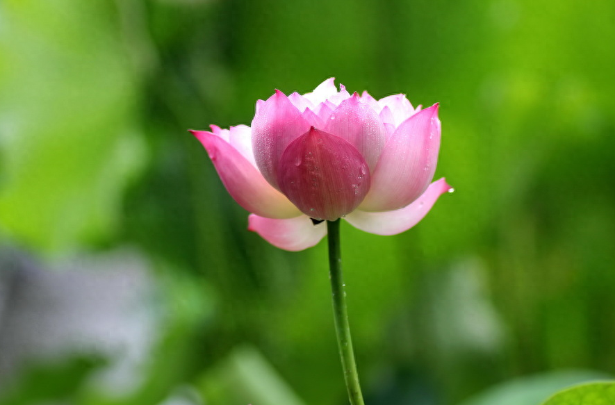 形容雨过清新的诗句赏析（有关雨后的唯美诗句）