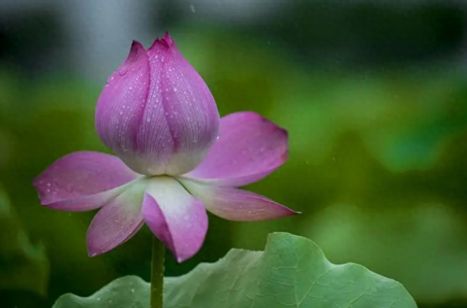 表达下雨的心情优美诗句（十首有关对雨的诗词）