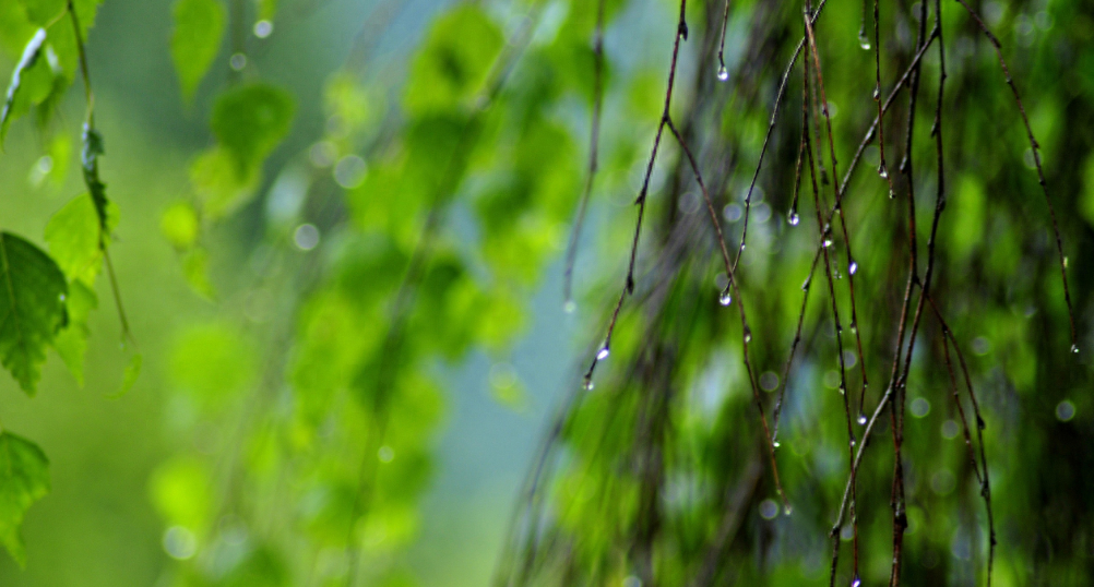 表达下雨的心情优美诗句（十首有关对雨的诗词）